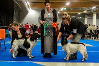 Jyväskylä NORD: VSP Hazebad Flying Dutch Kiran "Rufus" & ROP Loura Lykke Li fan de Moaie Hovingen "Indy"