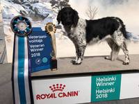 Dimka Fenske fan de Moaie Hôvingen "Nana" VET ERI ROP-VET "HELSINKI VETERAANI VOITTAJA 2018"