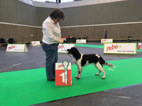 Milomiss Northern Lights Tuuletar "Lumi" JUN1 ERI "AMSTERDAM JUNIOR VOITTAJA 2018"