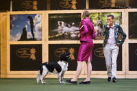 Milomiss Northern Lights Tuuletar "Lumi" JUN1 EXC CQ BOB-JUN, Group 7 Best Junior & BIS-JUN3