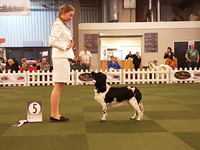 Milomiss Northern Lights Tuuletar "Lumi" placed 5th in Junior handling