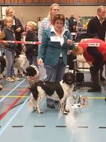 NVSW Clubshow: Milomiss Northern Lights Tuuletar "Lumi" JUN1 EXC BOB-Junior, out of 14 junior females and 2nd best female