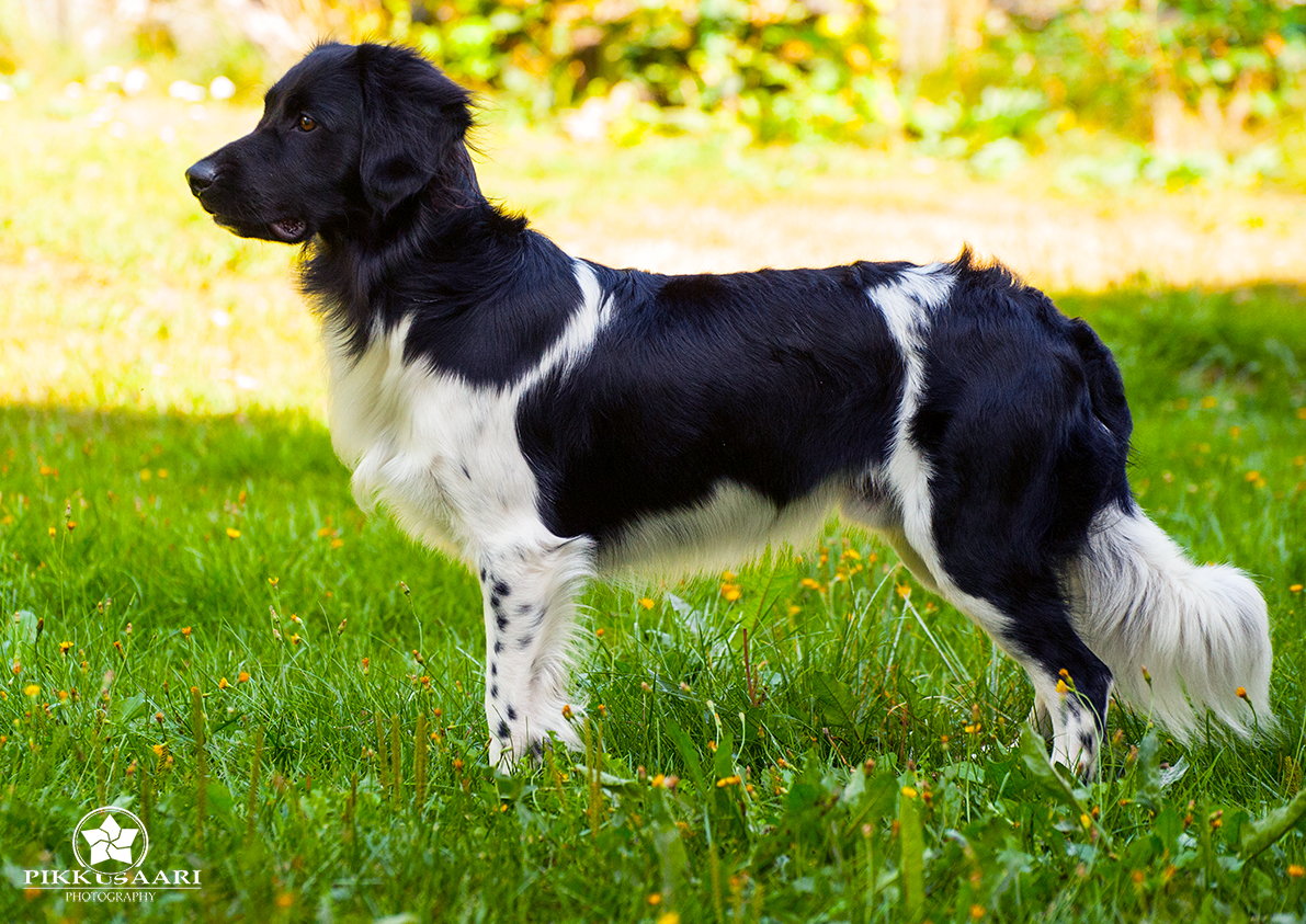 Mynke Durk Fan De Moaie Hôvingen "Alfie"