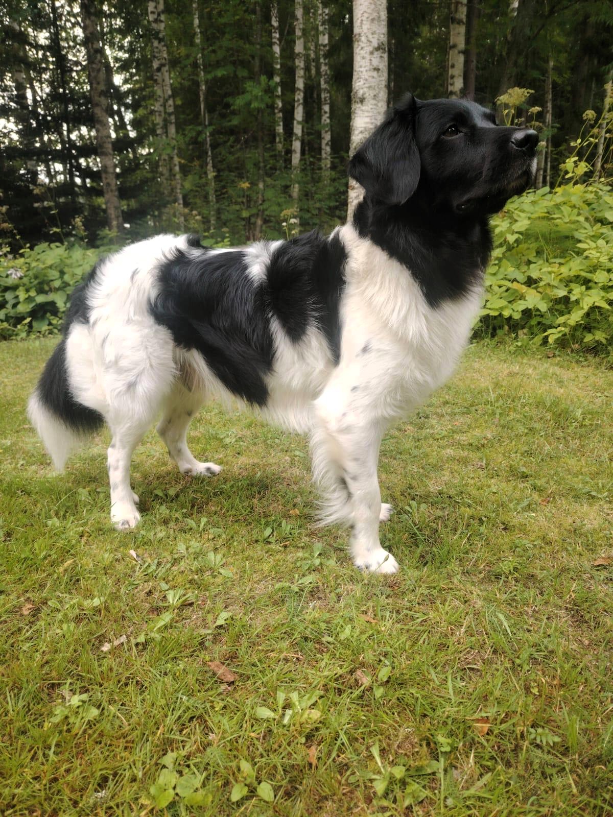 Nemo - Sandhill Chili’s Handsome Harry